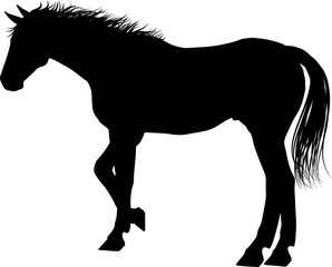 Horse Silhouette Animal