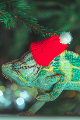 colorful funny chameleon in Christmas red Santa hat.