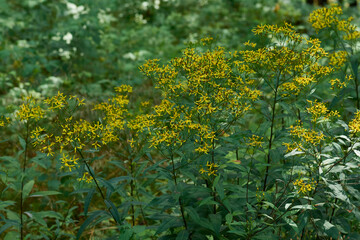 Fototapeta premium Fuchssches Greiskraut (Senecio ovatus, auch Senecio fuchsii)
