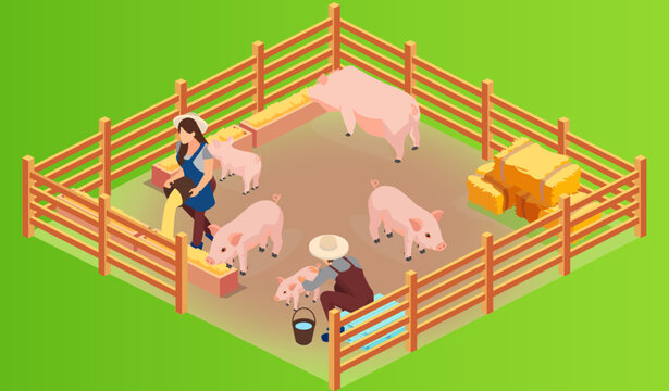 vector of a pig farm and farmenrs with pink growing piglets being fed