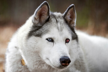 Siberian Husky dog with eye injury close up portrait, beautiful Husky dog with black white coat...