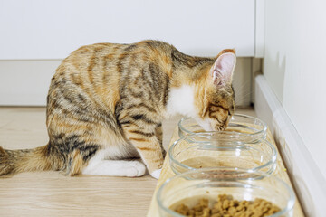 small tricolor mongrel cat sits in front of its bowls and drinks water. Keeping pets in the...