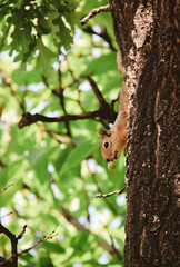 squirrel on tree