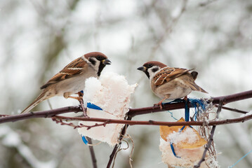 Two sparrows sitting on tree branch. Feeding of birds with fat in winter, during cold times