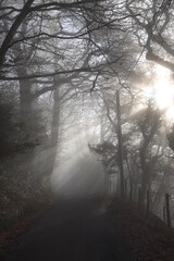 Fototapeta na wymiar a foggy road leading up to the Kymin in Monmouthshire with the sun beaming through the mist
