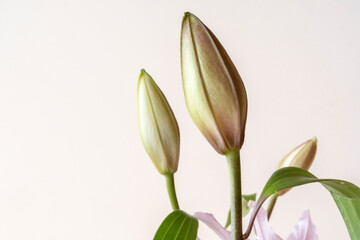 White flowers isolated on white background.