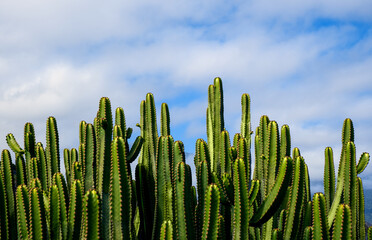 cactus wiht blue sky