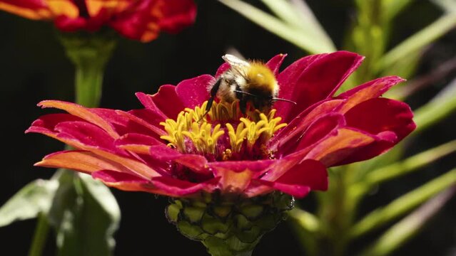 a bee collects nectar on a flower,a bee on a red flower in the summer in a flower garden, a bee on a flower at sunset