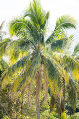 Fototapeta na wymiar exotische und tropische Palme von oben fotografiert in Asien (Norden von Thailand, Chiang Mai)