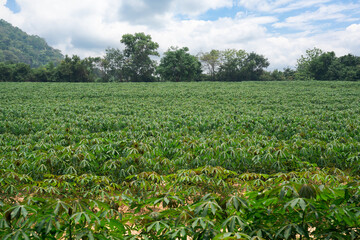 Fototapeta na wymiar In a farm There are many cassava trees planted in rows. It’s located in East of Thailand at Rayong Province.