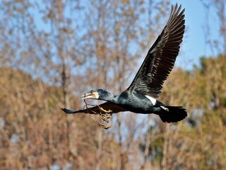 巣材を運ぶために飛翔するカワウ