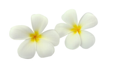 Obraz na płótnie Canvas Tropical flowers frangipani (plumeria) isolated on transparent png