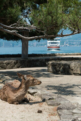 広島 宮島に暮らす野生の鹿と観光客を乗せた船