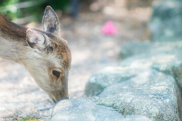 広島 地面の匂いを嗅ぐ宮島に暮らす野生の鹿