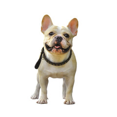 Fototapeta premium dog isolated on transparent png