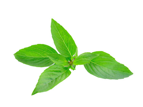 basil leaves isolated on transparent png
