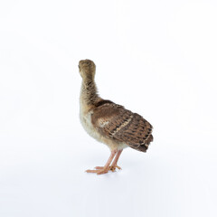 A little, light brown young Indian peafowl was photographed up close in a studio against a stark...