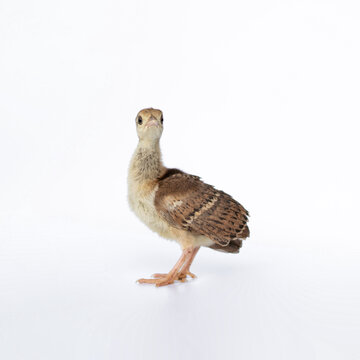 A little, light brown young Indian peafowl was photographed up close in a studio against a stark white background.