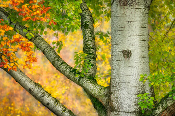 Thick limbs extend from the tree trunk, Populus species, the bark with diamond-shaped lenticels,...