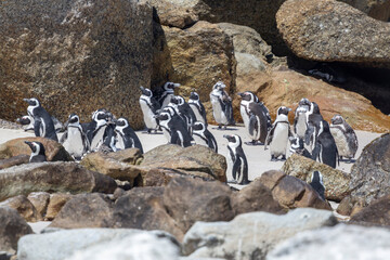 Naklejka premium penguin having a business meeting on the beach