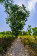 Footpath and Eucalyptus trees, in the Yarkon Park
