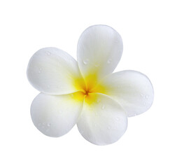 Tropical flowers frangipani (plumeria) isolated on transparent png
