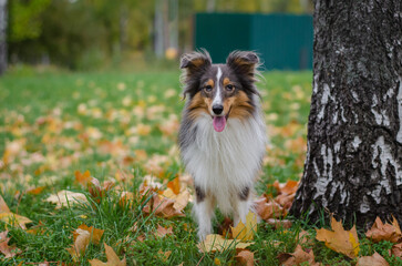 Cute tricolor dog sheltie breed in fall park. Young shetland sheepdog on green grass and yellow or...