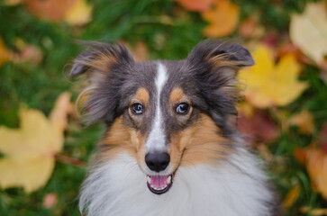 Cute tricolor dog sheltie breed in fall park. Young shetland sheepdog on green grass and yellow or orange autumn leaves