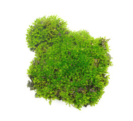 Fototapeta premium Green moss on transparent png