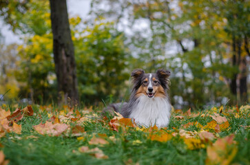 Cute tricolor dog sheltie breed in fall park. Young shetland sheepdog on green grass and yellow or orange autumn leaves