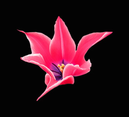 Beautiful tulip flower of pink color unusual shape star isolated on black background closeup, spring flower, design element