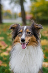 Cute tricolor dog sheltie breed in fall park. Young shetland sheepdog on green grass and yellow or...