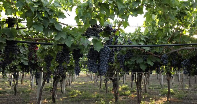 Vineyard in countryside on a sunny summer day, sun-ripened grapes on a farm in Italy hang from branches ready to be harvested. Production of grapes for export and for sale on the market.