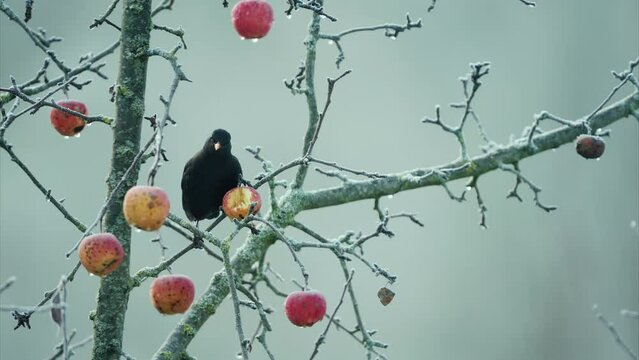 Amsel auf Apfelbaum im Winter 2