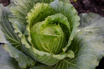 Obraz premium Cabbage growing in the garden