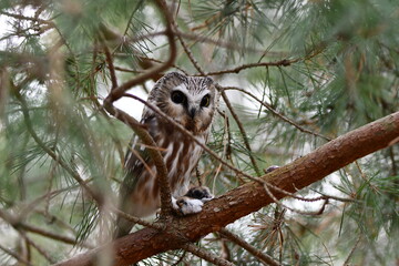 Northern Saw-whet owl sits perched in a pine tree with a red squirrel in its talons