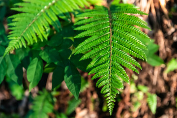 Selective focus. Green juicy twig of wood fern against the background of foliage and dry ground. Eco friendly background for design