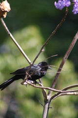dragonfly on a flower