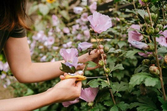 Hands of woman cutting pink flower stem with scissor in garden