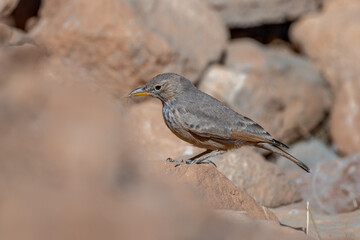 Desert lark, Ammomanes deserti. A common desert bird.
