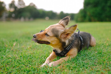 Mixed-breed multicolor dog chews on plant outdoors, fluffy ears up. Animal fur black, brown, white. Medium-sized pet rests on grass, in a park. Horizontal background. German Shepherd mix.
