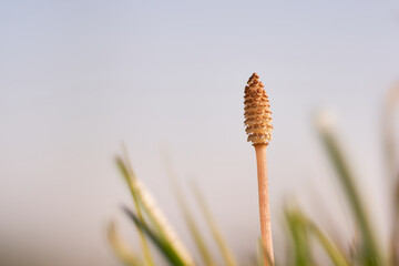 春の訪れを感じる一本の土筆