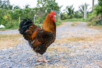 Free range organic chicken pure breed. Black yellow laced Wyandotte rooster in the backyard.