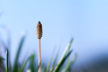 春の季節感を感じる一本の青空背景のツクシ