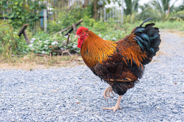 Free range organic chicken pure breed. Black yellow laced Wyandotte rooster in the backyard.