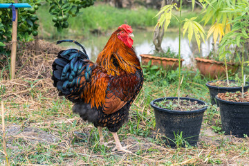 Free range organic chicken pure breed. Black yellow laced Wyandotte rooster in the backyard.