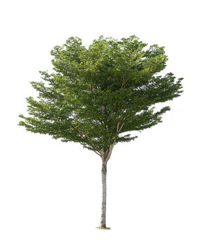 Tree Ivory Coast almond or Black afara isolated on white background.