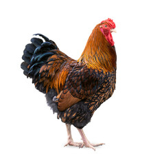 Pure breed beautiful chicken. Black yellow laced Wyandotte rooster isolated on a white background.