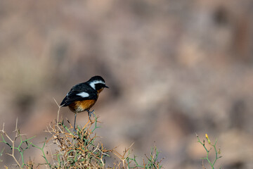 Moussier's redstart male, Phoenicurus moussieri, Morocco.