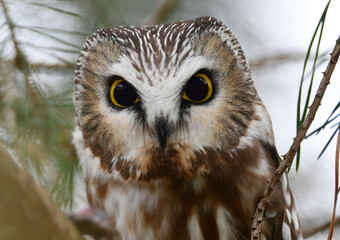 Close up Portrait of a Saw-whet Owl perched in a pine tree looking into camera